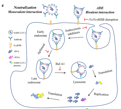 20220328111801210009.png 文献001.png